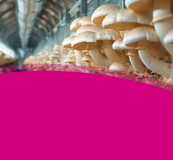 intro-food-image-header-mb2