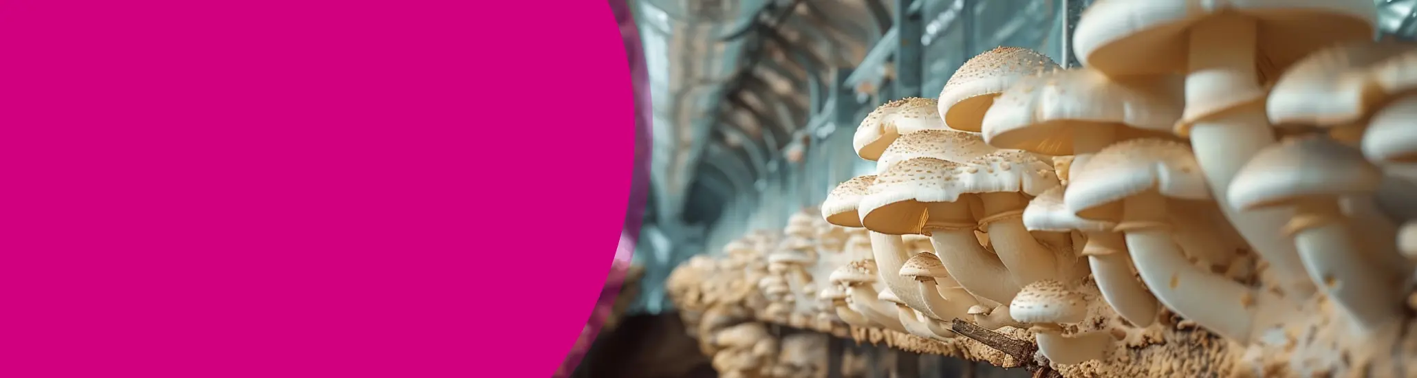 intro-food-image-header-pc2